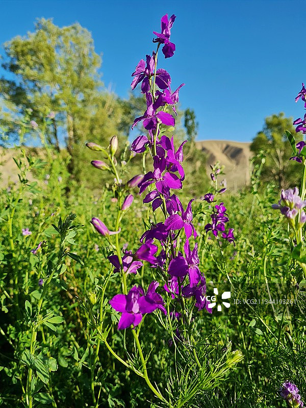 野外紫色开花植物的特写图片素材