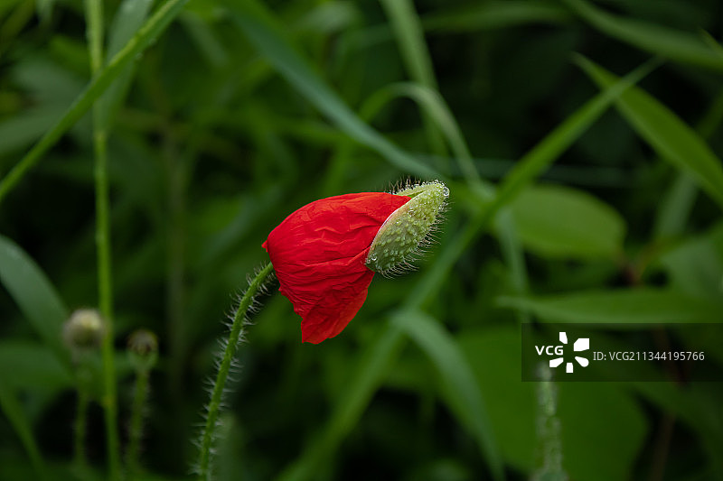 乌克兰红色罂粟花的特写图片素材