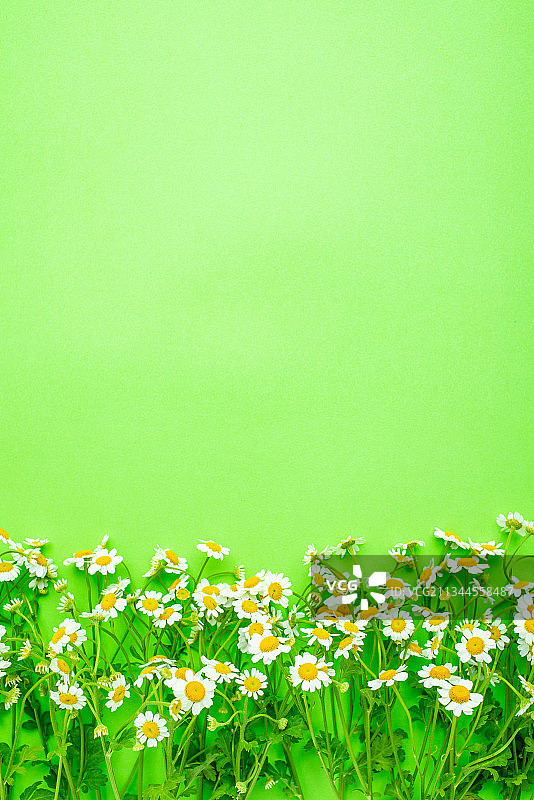 绿色背景上的小白菊春天鲜花海报图片素材