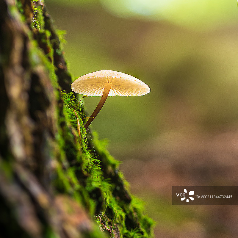 蘑菇生长在树干上的特写，俄亥俄州，美国，美国图片素材