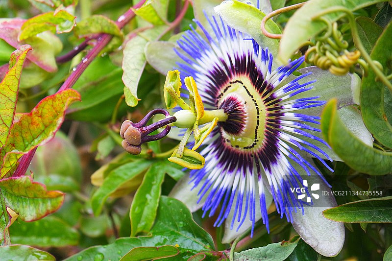 意大利维罗纳，紫色开花植物的特写图片素材