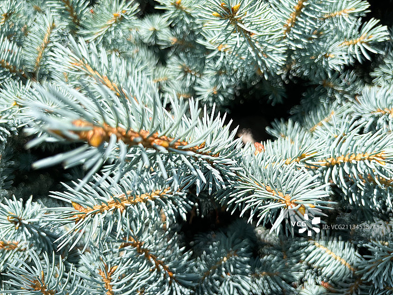 冬天松树的特写镜头图片素材