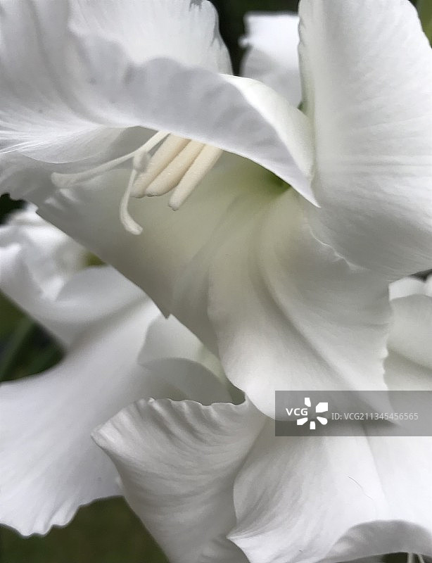 加拿大安大略省欧文峡湾白玫瑰的特写图片素材