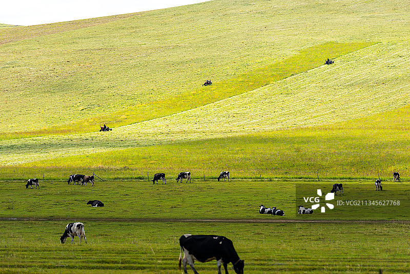 最美大草原呼伦贝尔大草原、游走天地间、光影下的草原牧歌图片素材