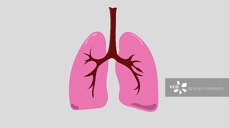 白色背景上是健康的肺图片素材