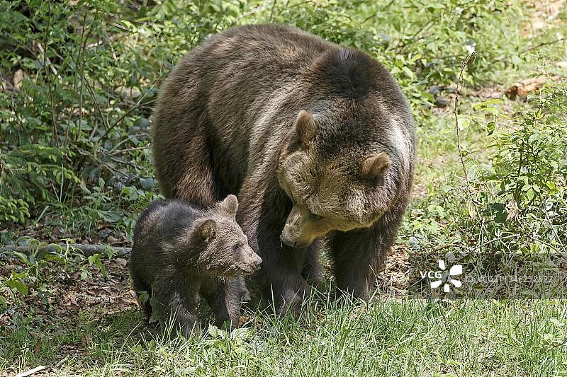 棕熊(arctos)，母熊和幼崽，圈养，巴伐利亚，巴伐利亚森林国家公园，德国，欧洲图片素材