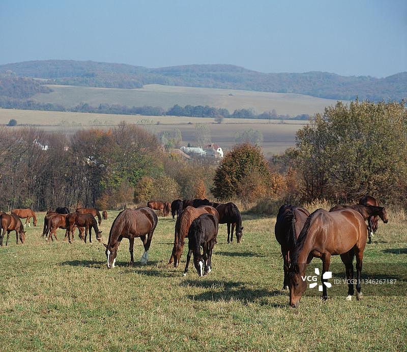 匈牙利混血马，Kertesko种马，匈牙利，欧洲图片素材
