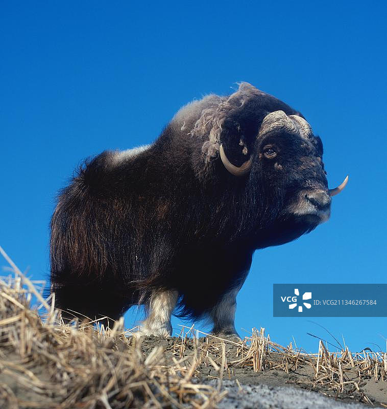 麝牛，努尼瓦克岛，阿拉斯加，美国，北美图片素材