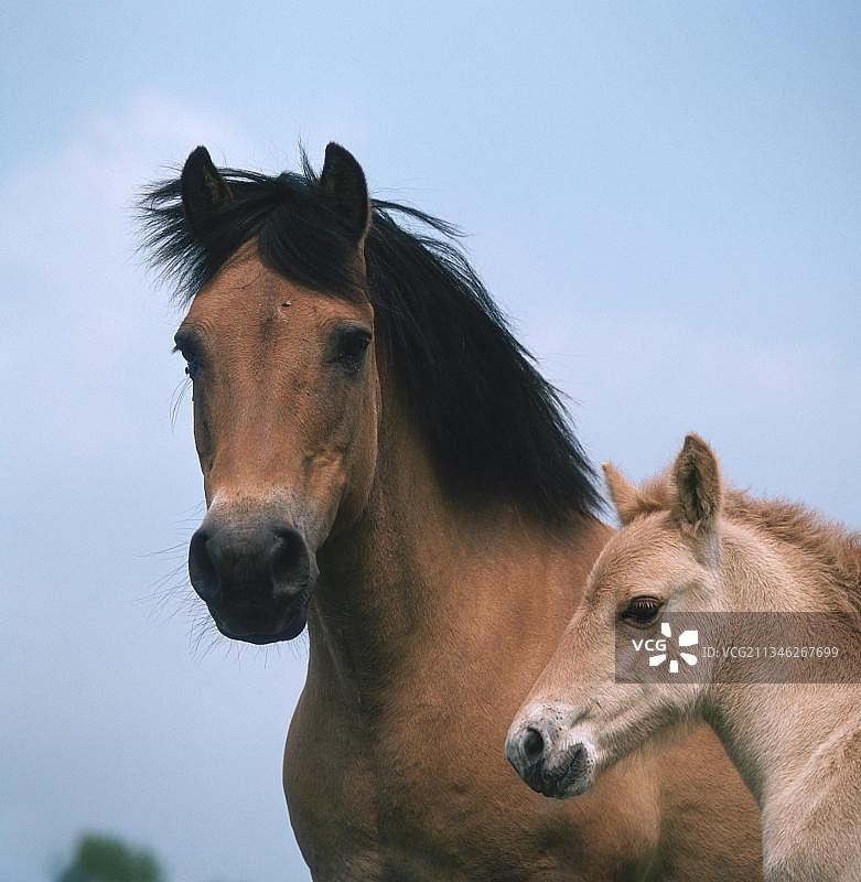 决斗者的野马，母马带着小马驹，决斗者的野马图片素材