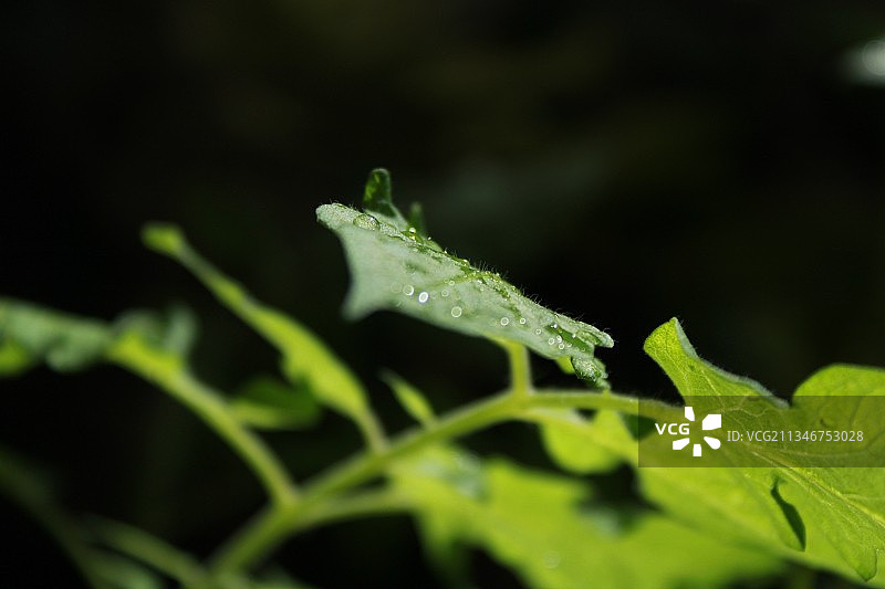 印度卡纳塔克邦班加罗尔，树叶上的雨滴特写图片素材