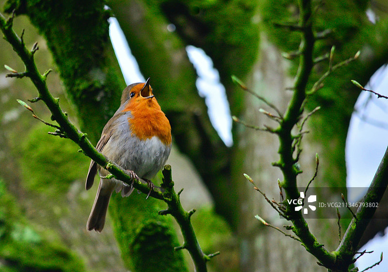 英国，北爱尔兰，贝尔法斯特，栖息在树枝上的鸣禽知更鸟的特写图片素材