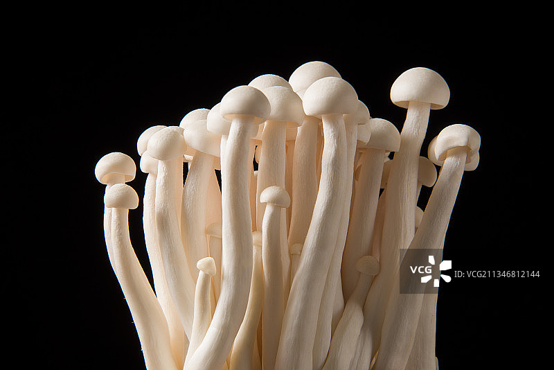 白玉菇蘑菇，黑色背景图片素材