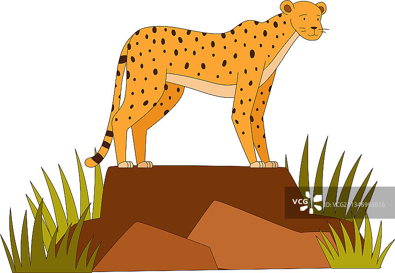 斑点猎豹像非洲动物一样站在岩石上图片素材