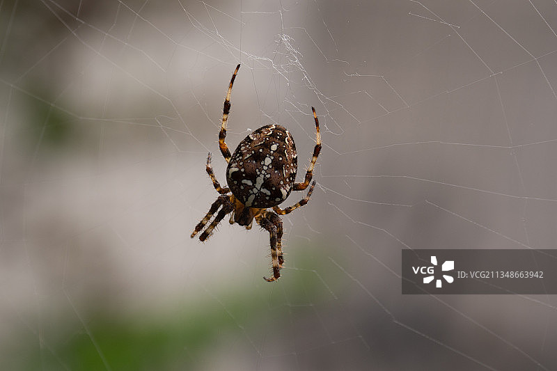 蜘蛛在网上的特写镜头图片素材