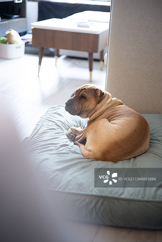 纯种斗牛犬在家里的床上休息的特写镜头图片素材