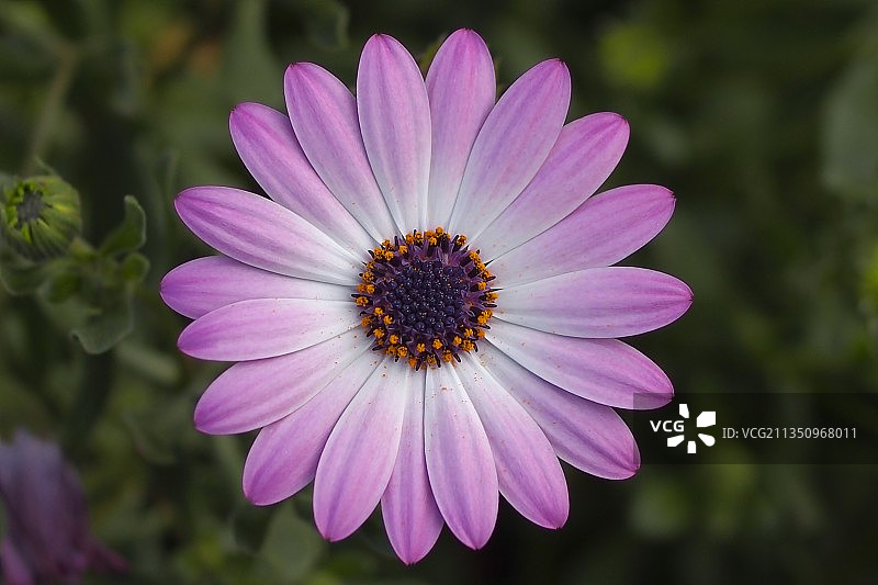 紫色花朵的特写图片素材
