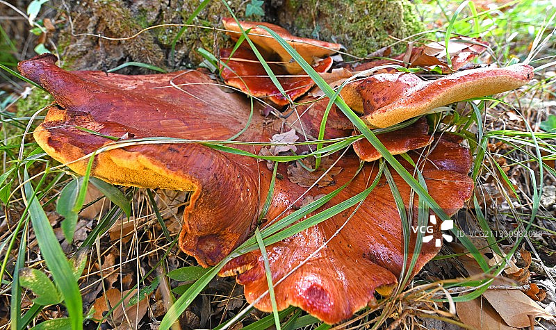 法国，蘑菇生长的特写镜头图片素材