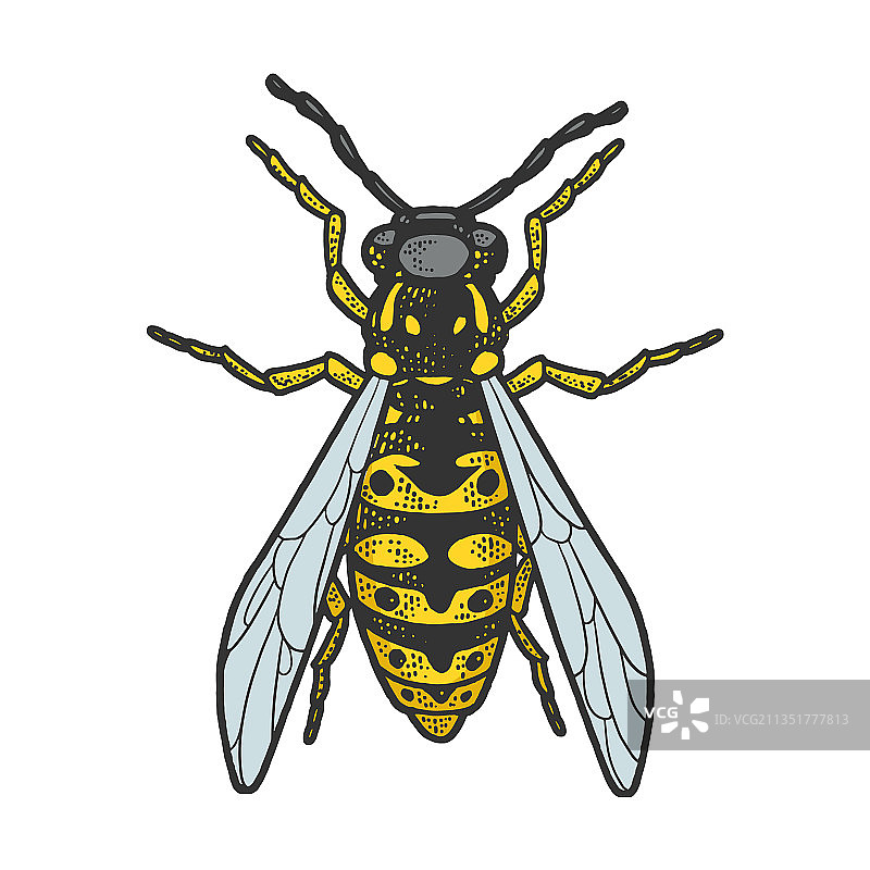 黄蜂昆虫草图图片素材