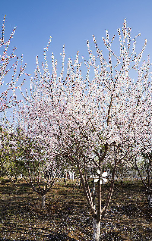 河北省石家庄市正定县盛开的花卉图片素材