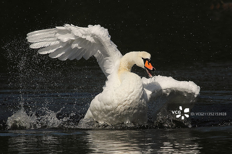 静音天鹅在湖中游泳的特写镜头图片素材