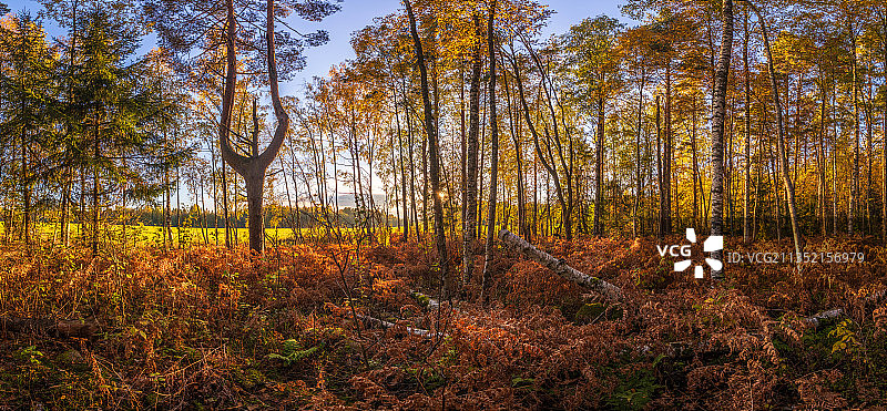 俄罗斯，秋天森林里的树木图片素材