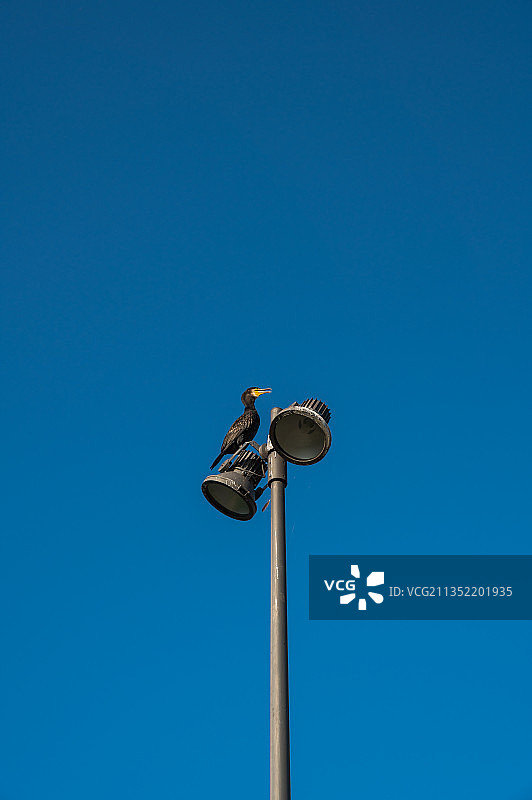 低角度的街灯对晴朗的蓝天图片素材