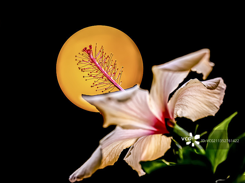 Hawaiian hibiscus图片素材