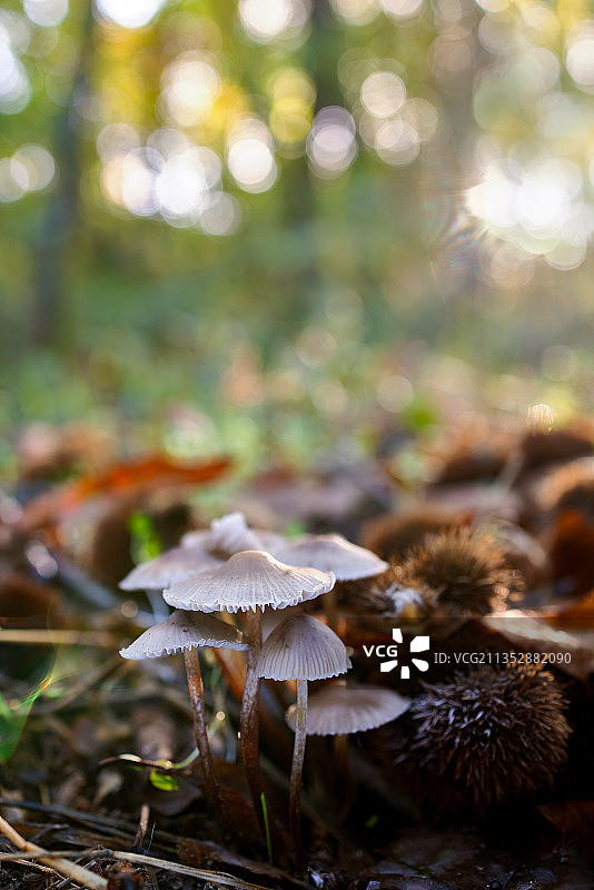 西班牙，地里生长的蘑菇的特写镜头图片素材