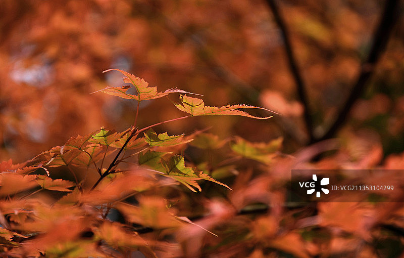 日本松本上高地秋景红叶图片素材