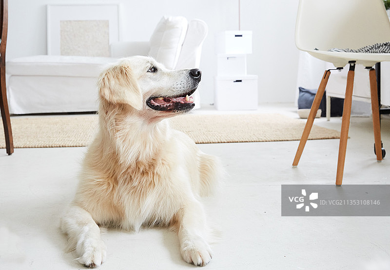 一幅金毛寻回犬的画像愉快而放松地坐在客厅里图片素材