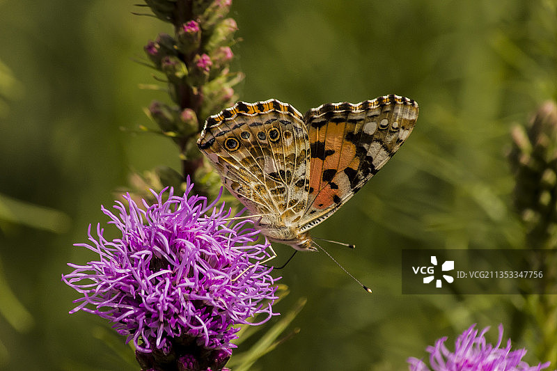 捷克共和国，蝴蝶在紫色花朵上授粉的特写镜头图片素材