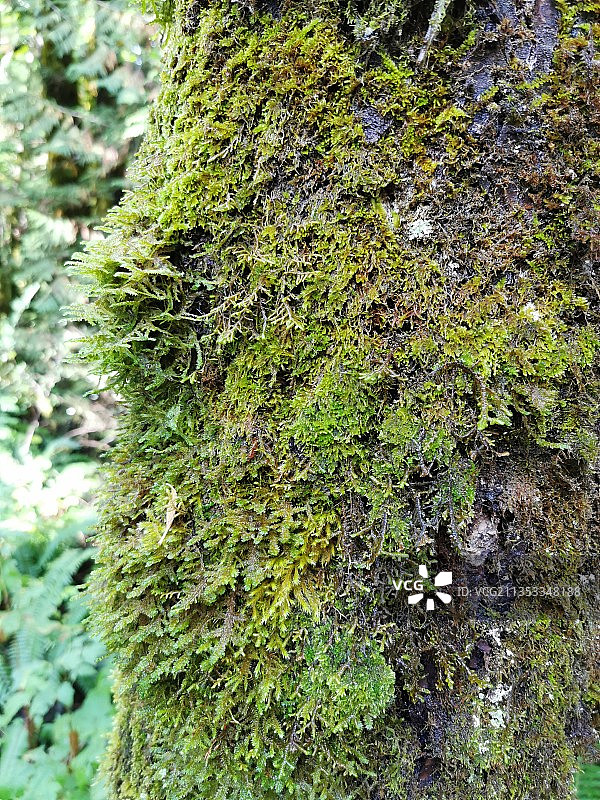 特写苔藓生长在树干上，斯夸米什，不列颠哥伦比亚，加拿大图片素材