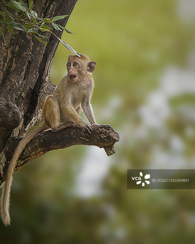 斯里兰卡亚拉国家公园，树干上的松鼠特写图片素材