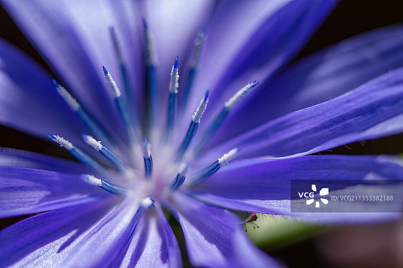 加拿大，Cuthbert Holmes公园，紫色花朵的特写图片素材