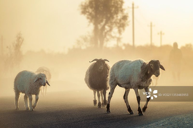 中国新疆塔里木夕阳下暮归的绵羊图片素材