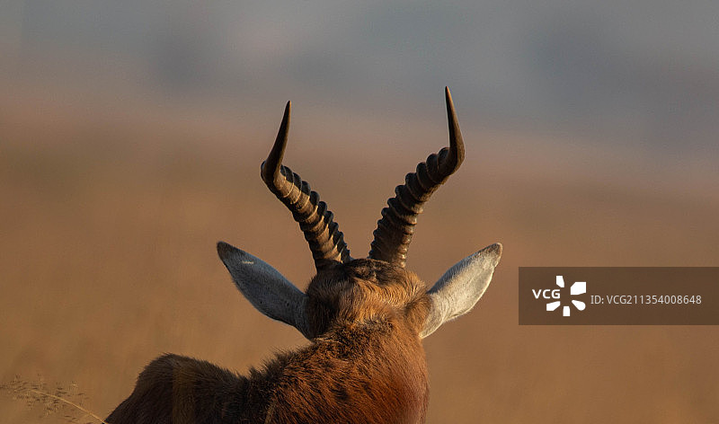 背面的角动物在自然界，南非图片素材