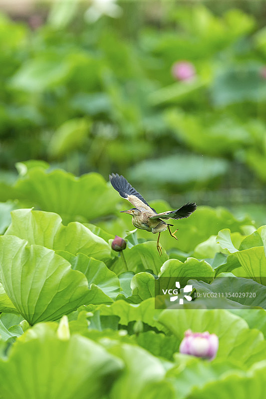 一只黄苇鳽鸟在开阔的荷塘水面捕食鱼虾图片素材