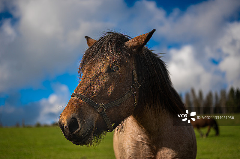 纯种马的肖像站在田野上对着天空图片素材