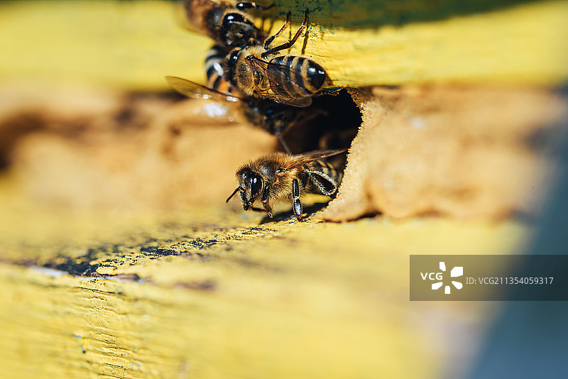 摩尔多瓦蜂巢上蜜蜂的特写镜头图片素材
