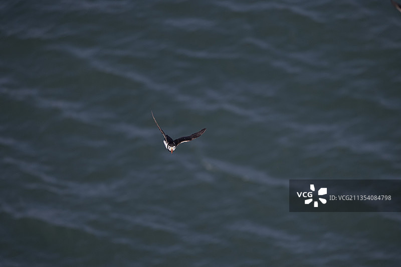 一只海雀飞过大海。图片素材
