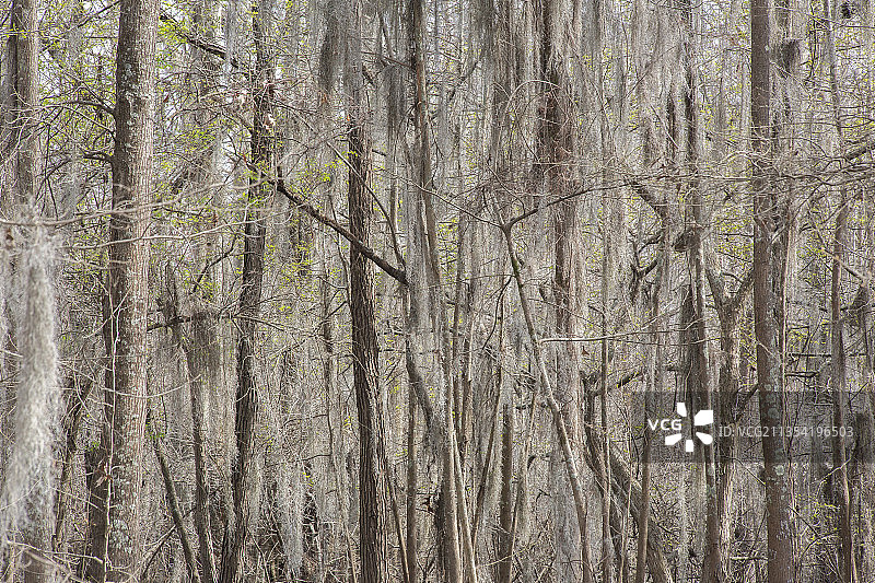森林中树木的全帧拍摄图片素材