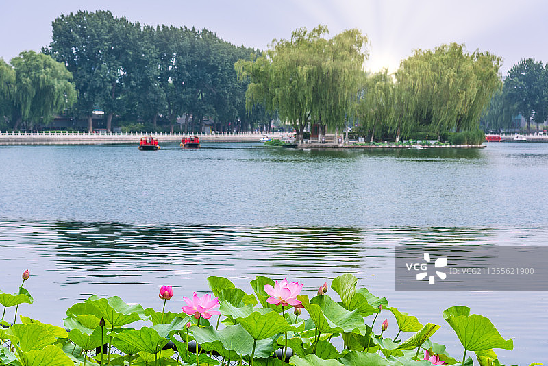 北京什刹海公园的荷花池园林建筑图片素材