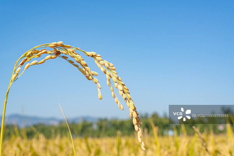 秋季田间成熟的水稻稻穗图片素材