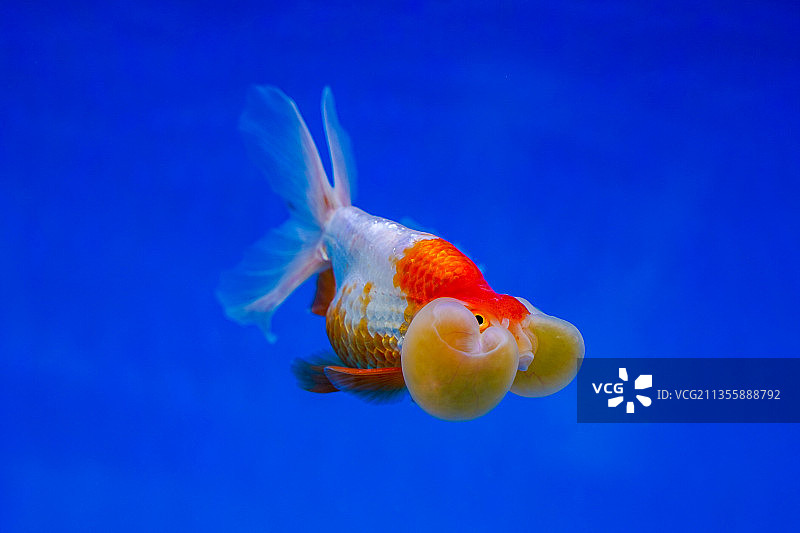 金鱼---红白水泡图片素材