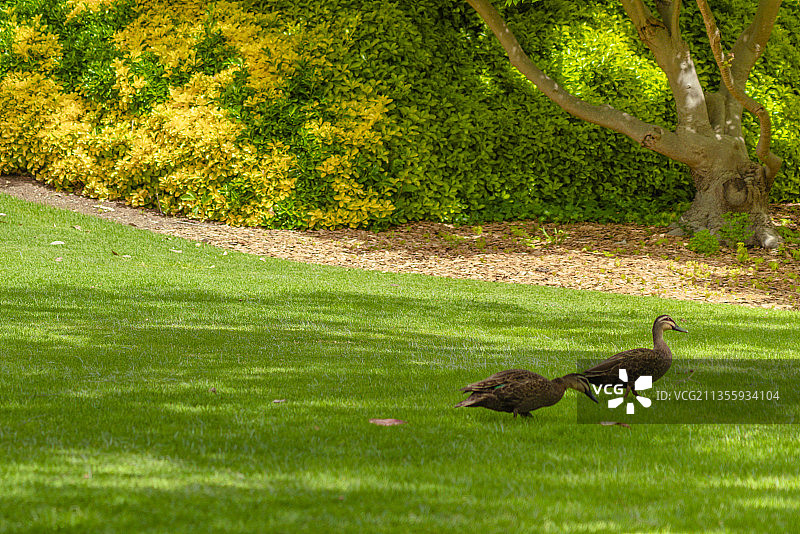 野外树林草坪上的两只野鸭图片素材