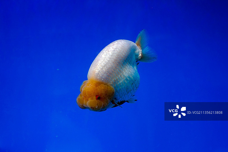 金鱼---玉兔兰寿图片素材