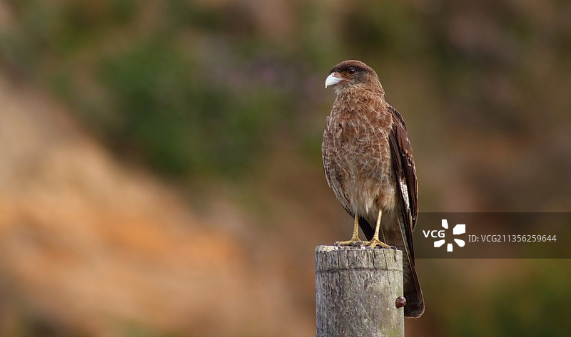 智利，栖息在木桩上的猛禽特写镜头图片素材