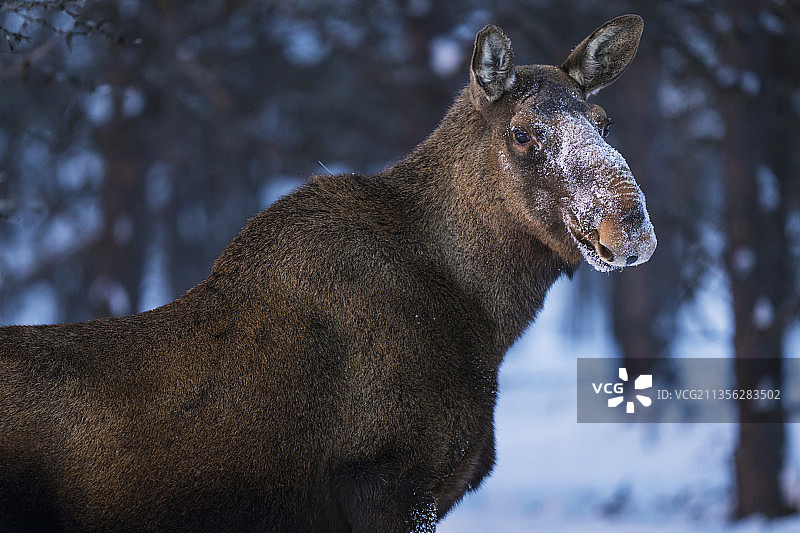 驼鹿或麋鹿，在隆冬的雪中图片素材