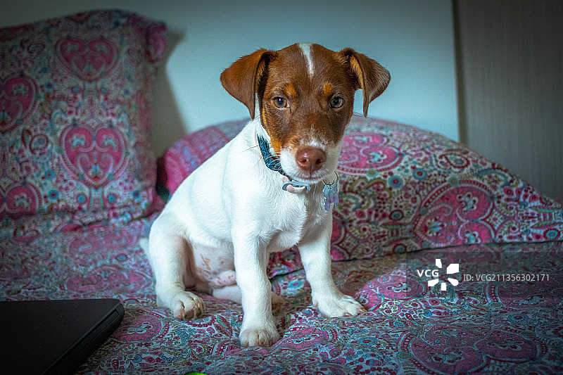 巴西，小猎犬坐在家里的沙发上图片素材
