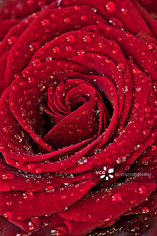 全帧拍摄湿红玫瑰，圣罗莎，加利福尼亚，美国图片素材